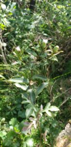 Asteraceae