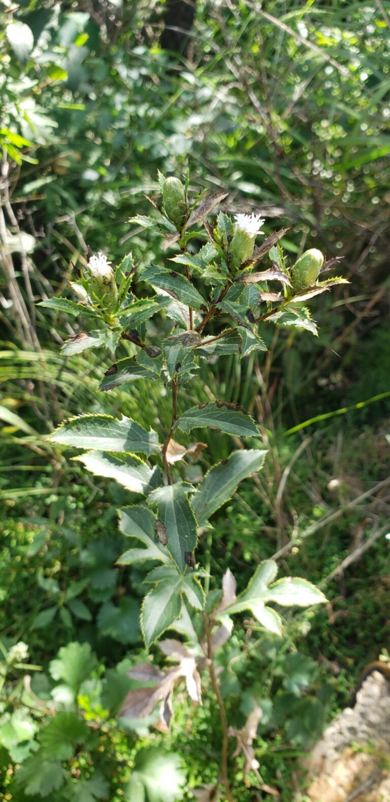 Atractylodes lancea
