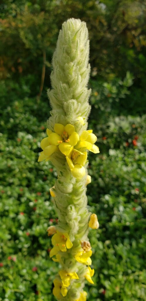 Verbascum thapsus