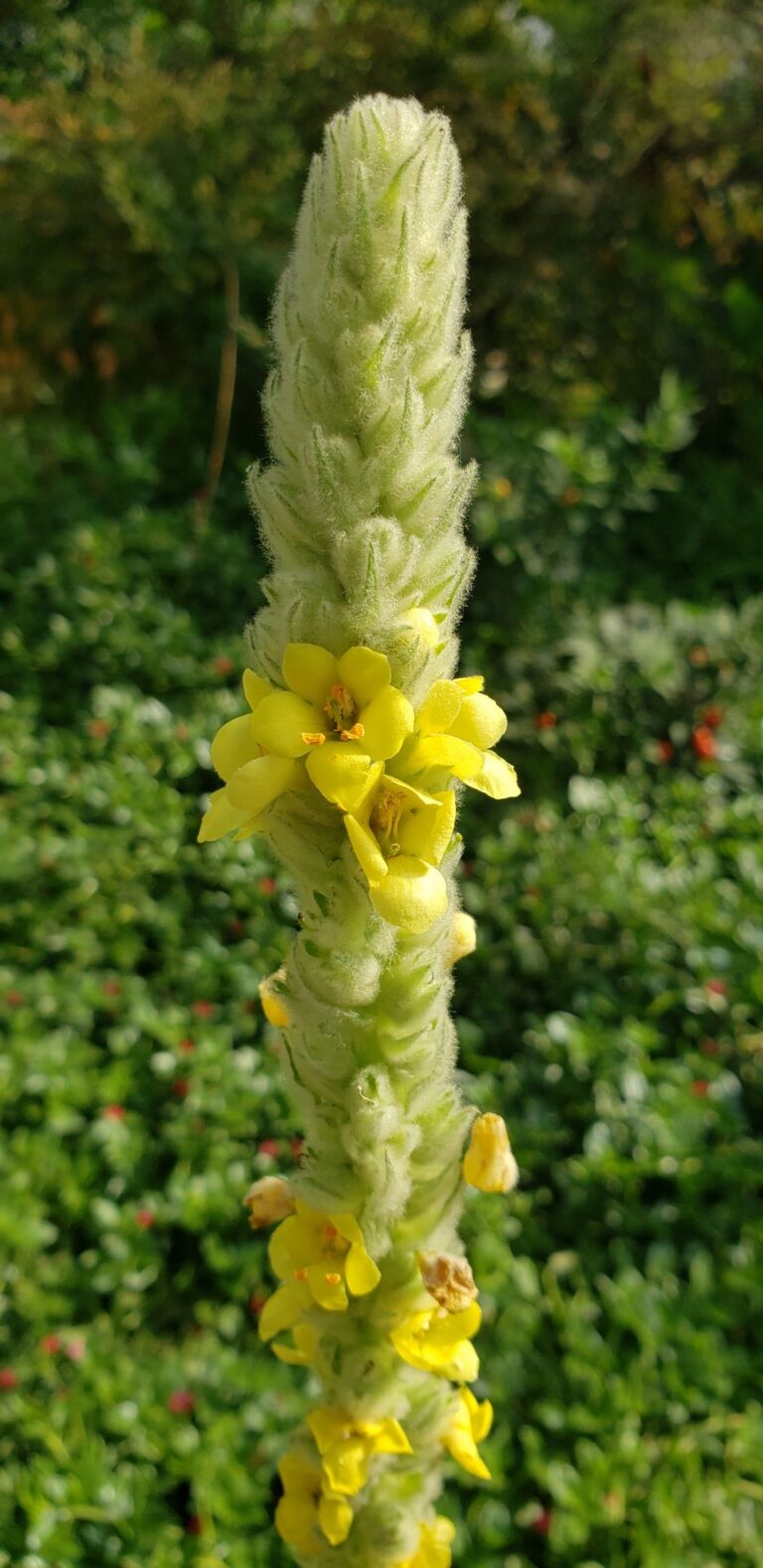 Verbascum thapsus