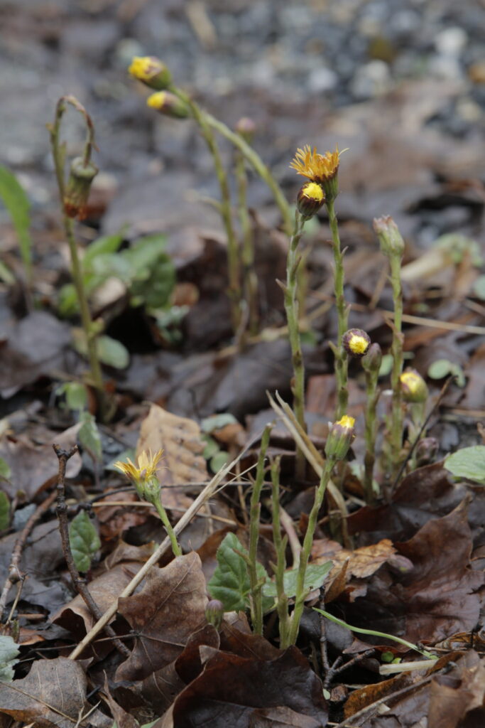 Tussilago farfara