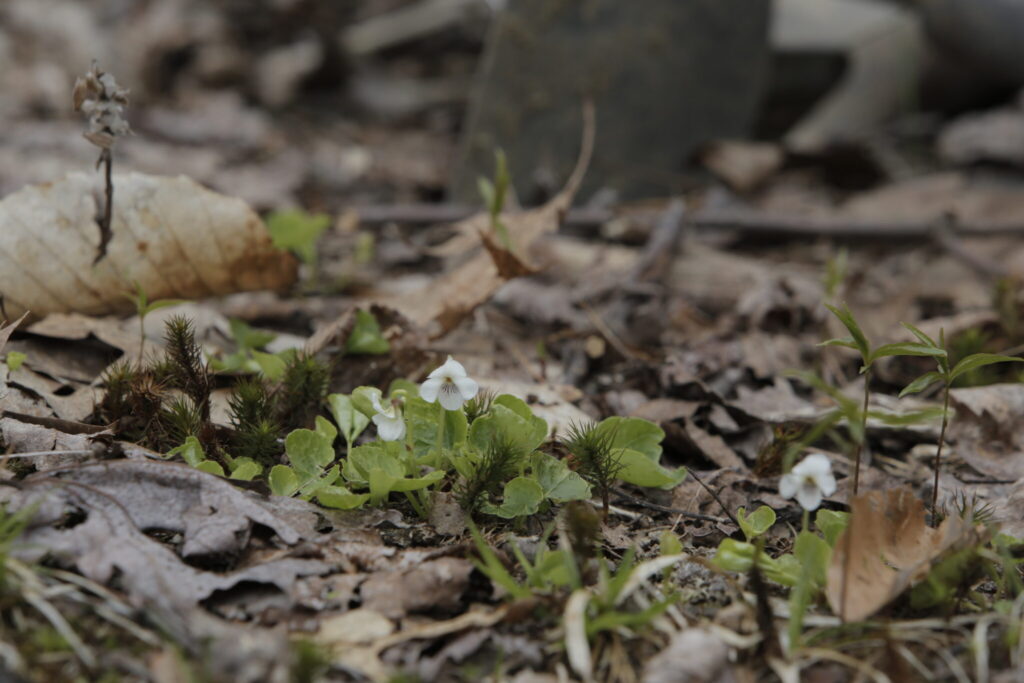 Viola macloskeyi