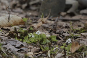 Violaceae
