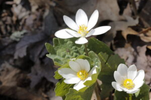 Unlock the Power of Western Herbs with Chinese Medicine