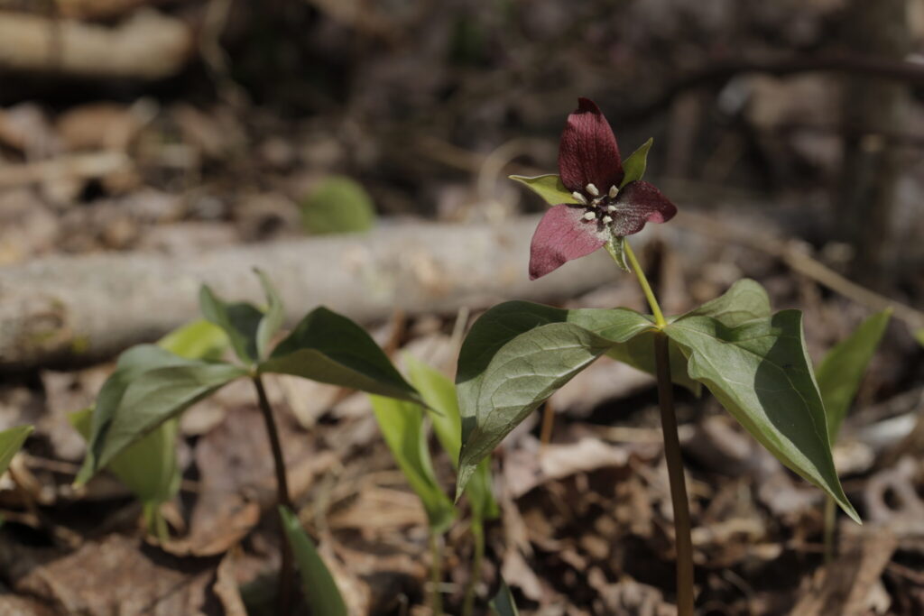 Trillium T. erectum