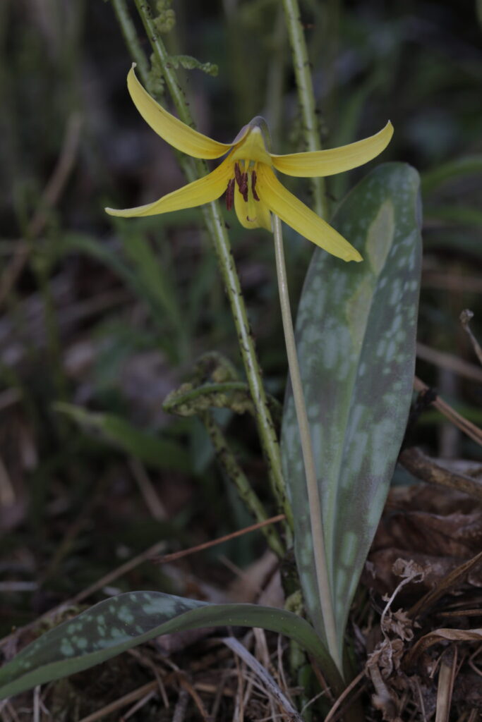 Erythronium americanum