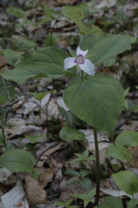 Melanthiaceae