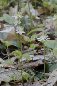 Ranunculaceae