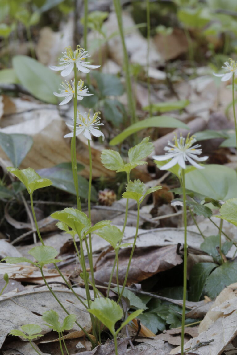Coptis trifolius