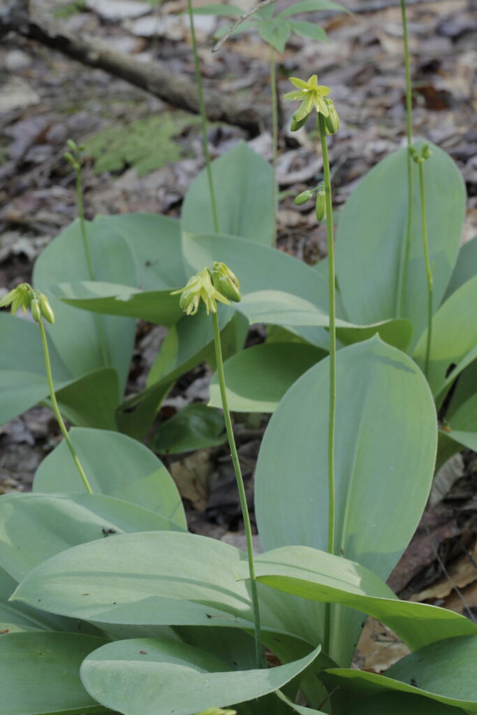 Clintonia borealis