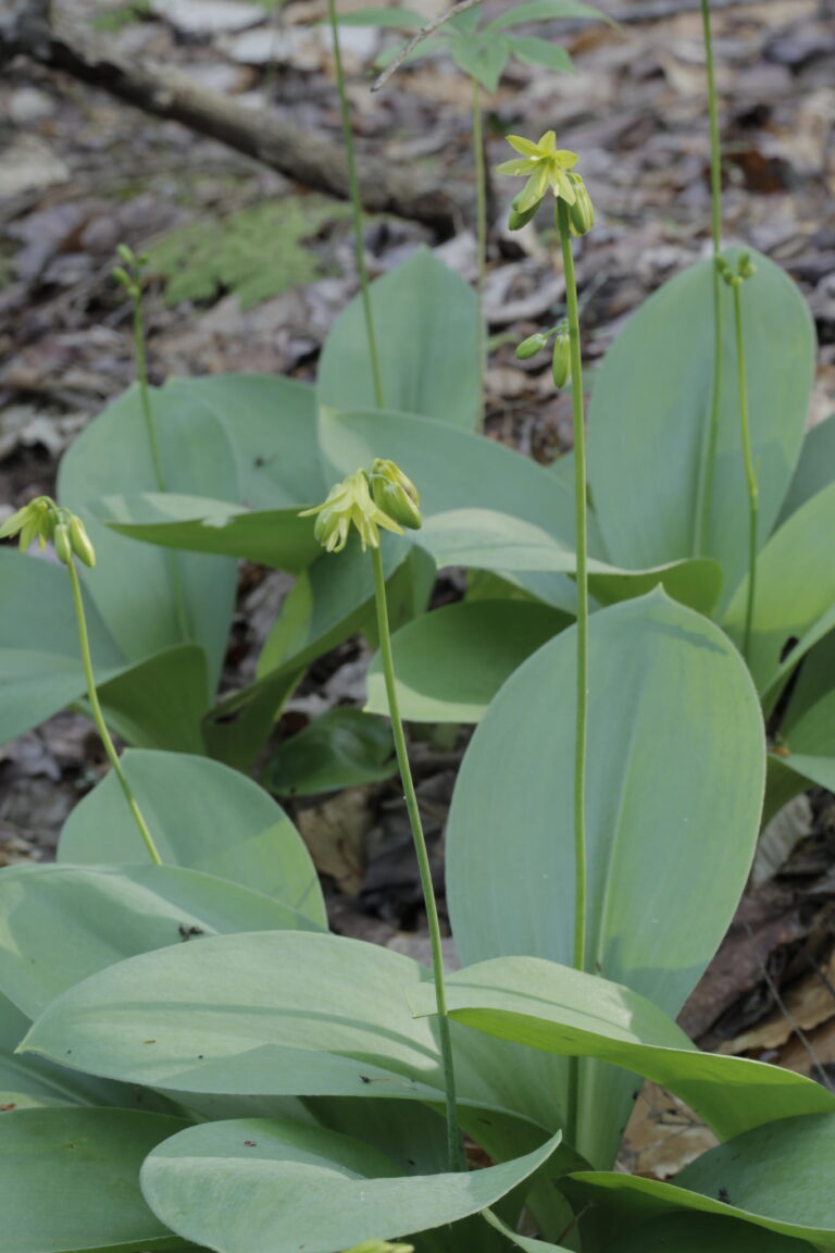 Clintonia borealis