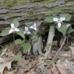 Trillium undulatum wildflower growing near fallen log in forest.
