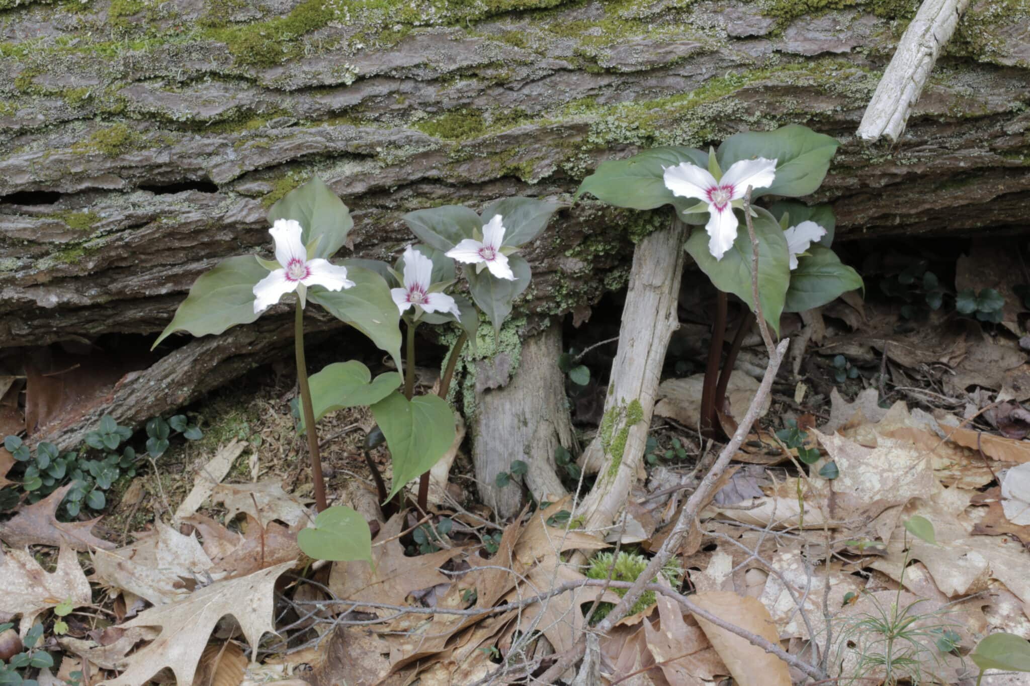 Trillium undulatum wildflower growing near fallen log in forest.