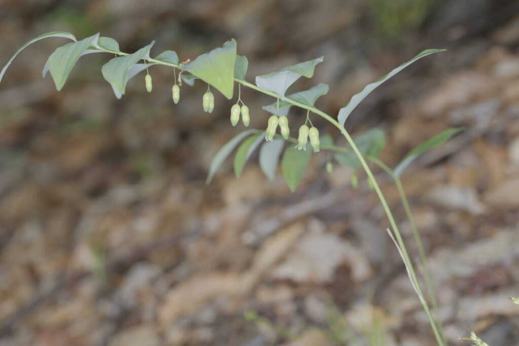 Polygonatum spp