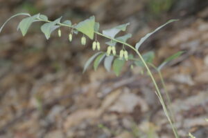 Asparagaceae