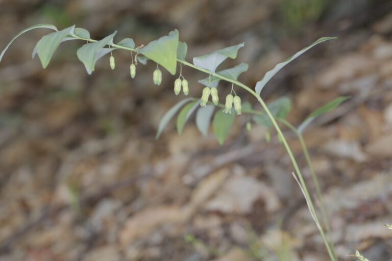 Polygonatum spp