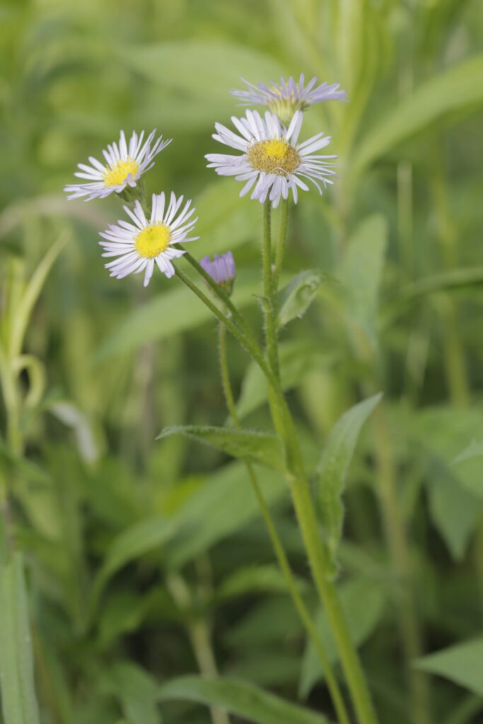 Erigeron philadelphicus