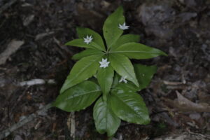 Primulaceae