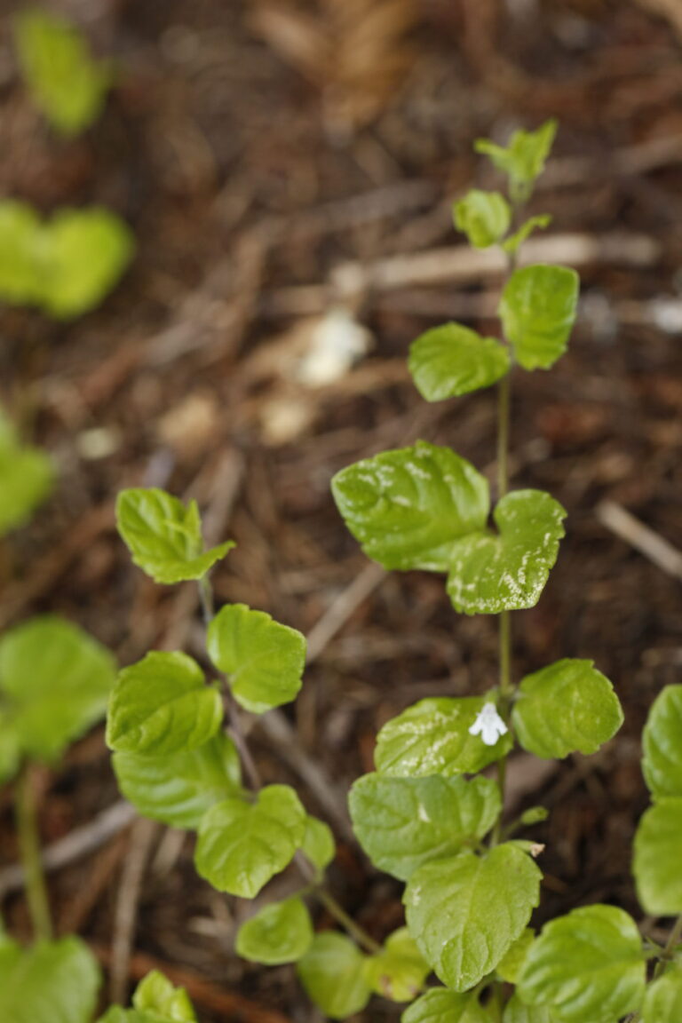 Clinopodium douglasii