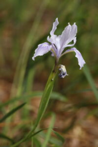 Iridaceae