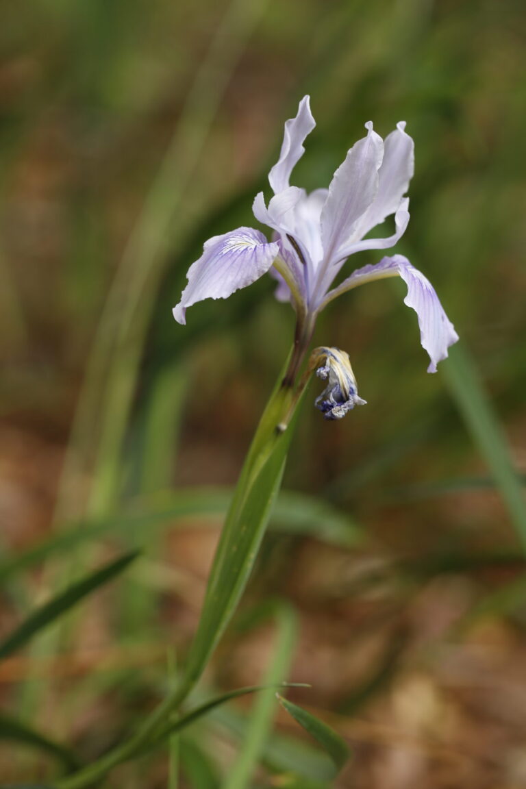 Iris douglasiana