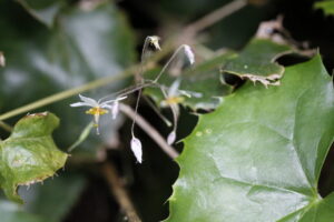Berberidaceae