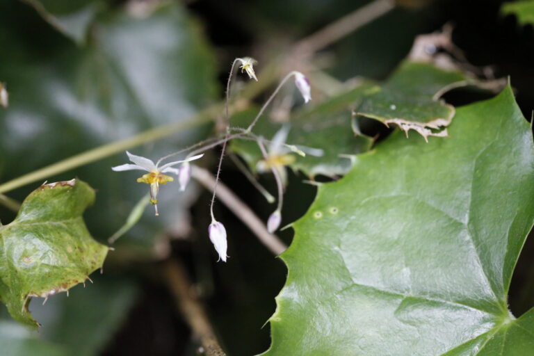 Epimedium at MTs