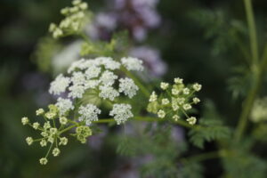 Apiaceae