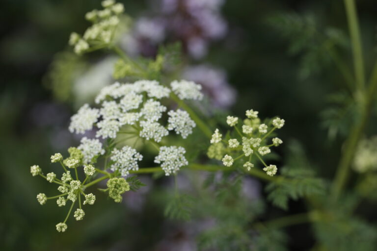 Conium maculatum