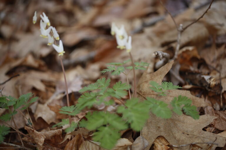 Dicentra cucullaria