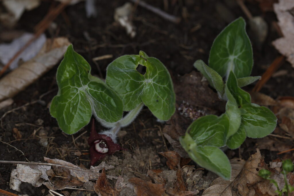 Asarum canadensis
