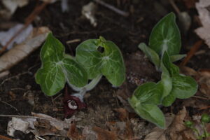 Aristolochiaceae