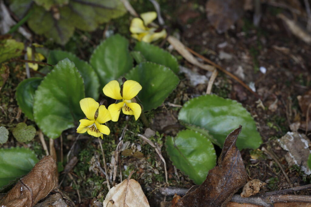 Viola V. rotundifolia