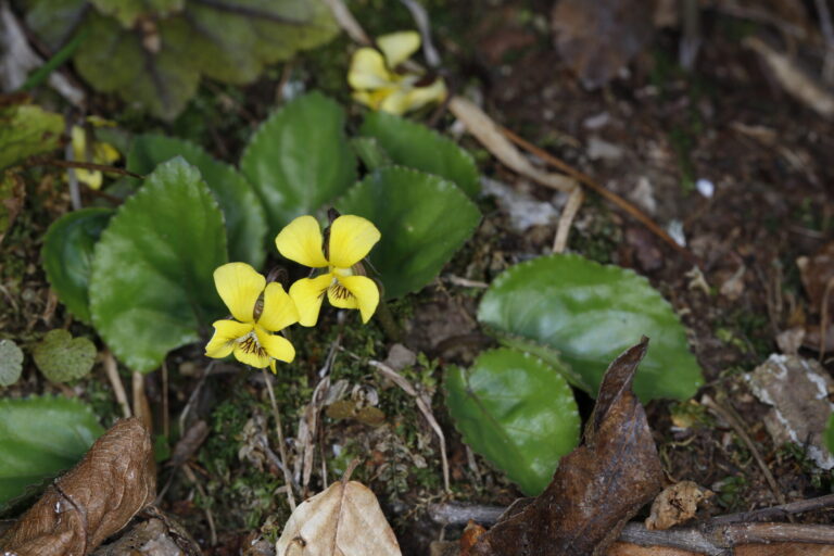 Viola V. rotundifolia
