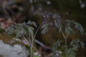 Berberidaceae