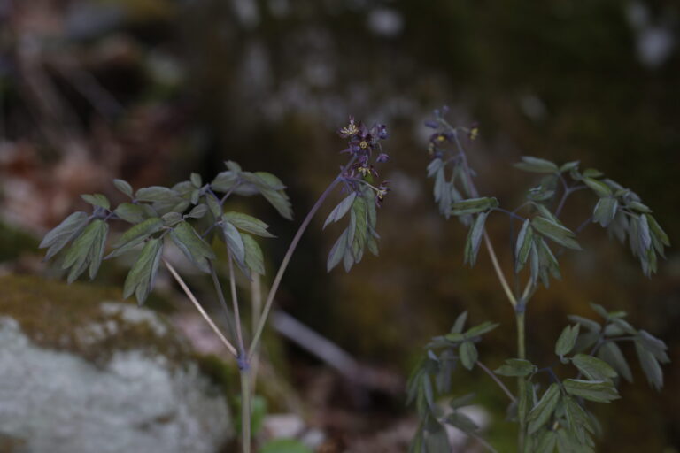 Caulophyllum C. giganteum