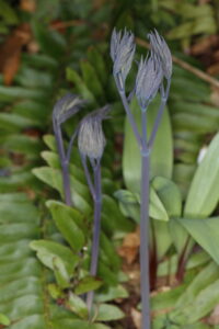 Berberidaceae