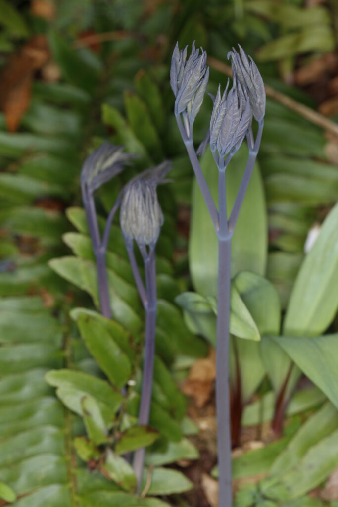 Caulophyllum spp