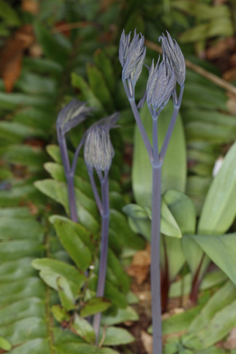 Caulophyllum spp