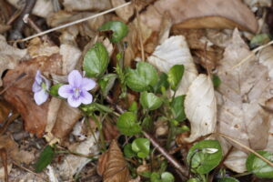 Violaceae