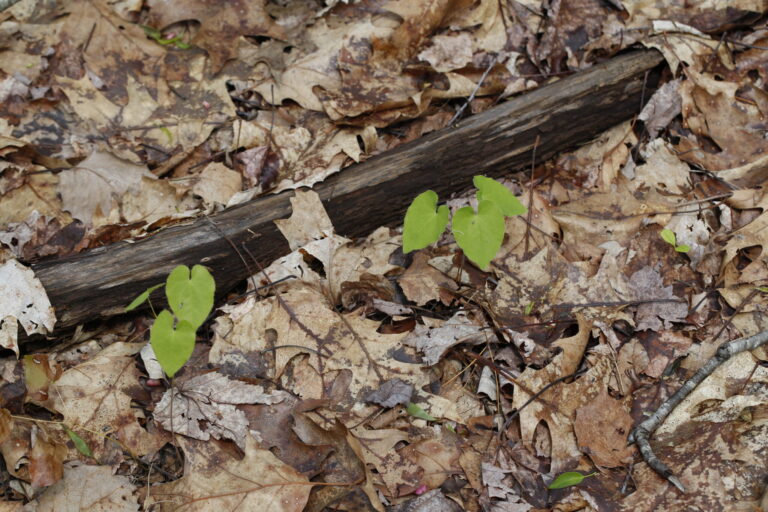 Epimedium E. koreanum