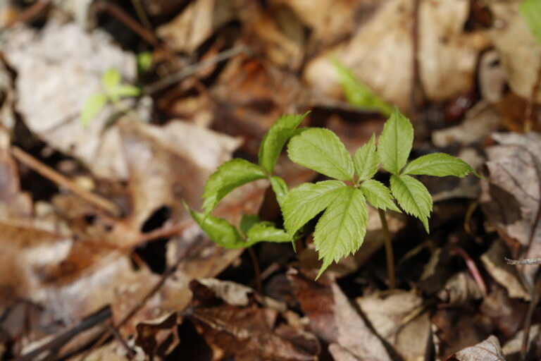 Panax P. quinquefolius