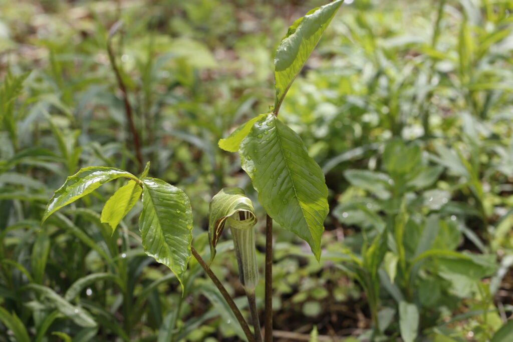 Arisaema triphyllum