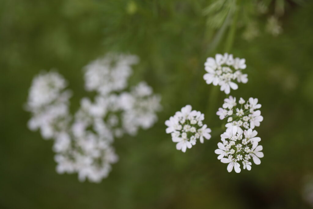 Coriandrum sativa