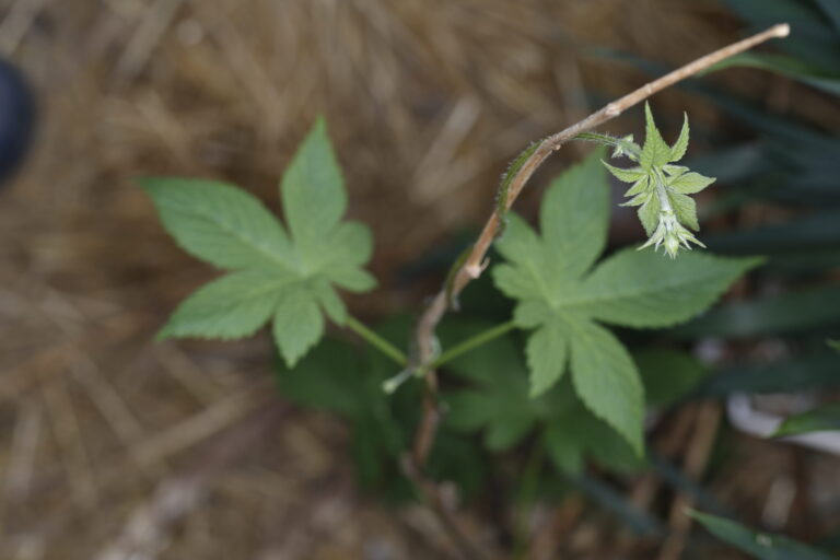 Humulus scandens