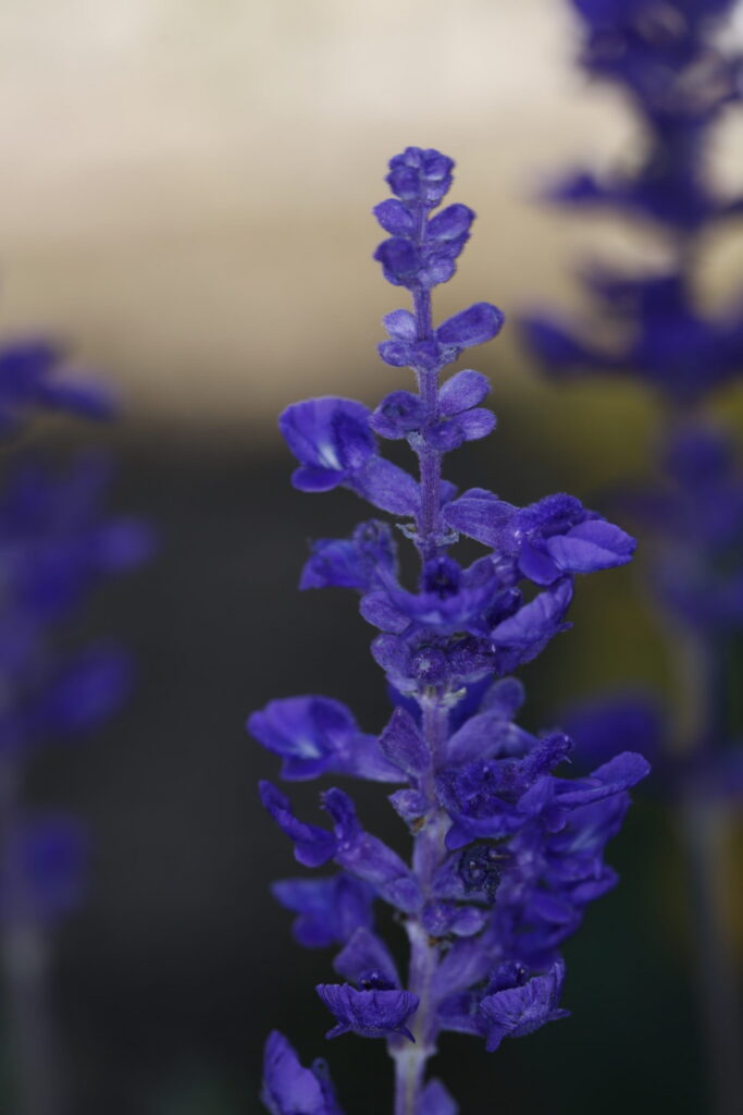 Salvia spp