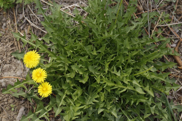 Taraxacum