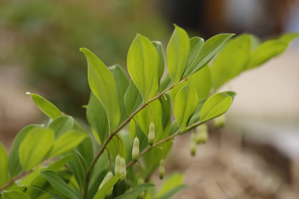 Polygonatum humile