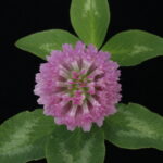 home herbalist; study herbs; herbalist