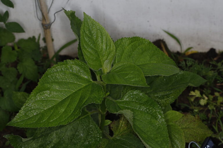 Scrophularia ningpoensis